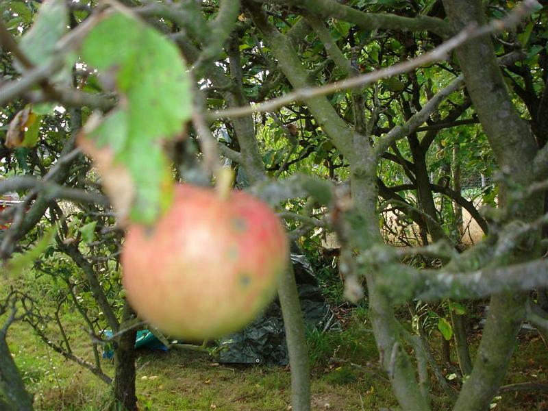 pommier 3 (1ere rangee)